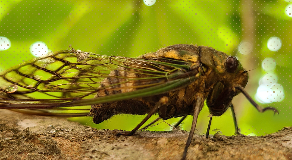 Cicadas’ Unique Urination Unlocks New Understanding of Fluid Dynamics