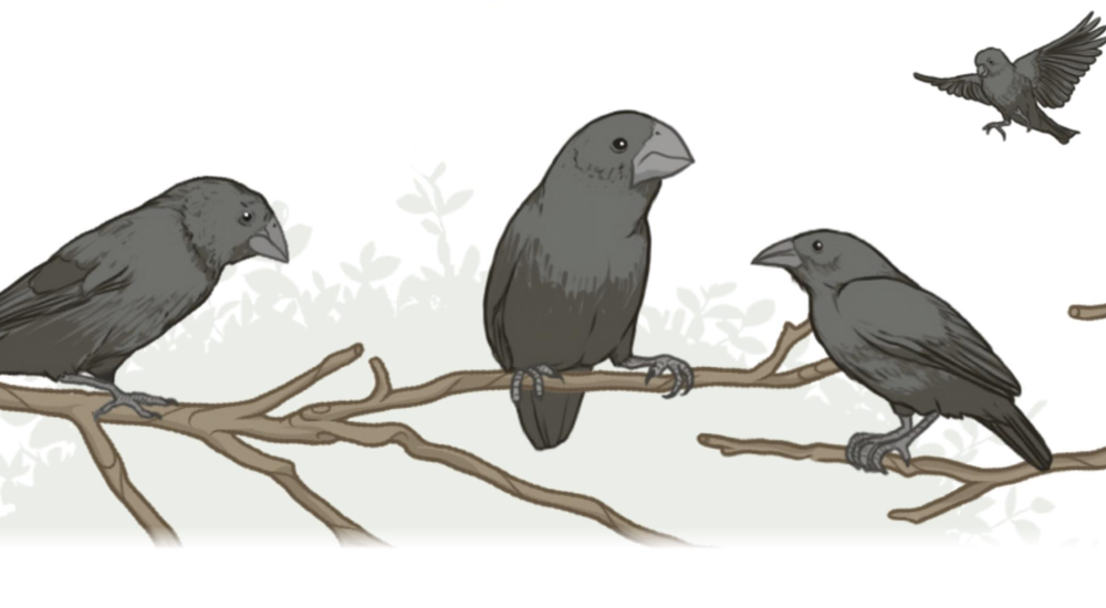 Nature&#039;s Time Machine: How Long-Term Studies Unlock Evolution&#039;s Secrets