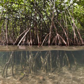 A mangrove is pictured with the camera half in, and half out of the water.