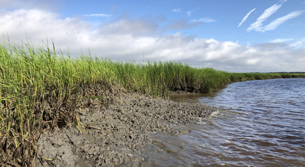 Coastal Resilience Project Secures Nearly $1 Million to Restore Wetlands