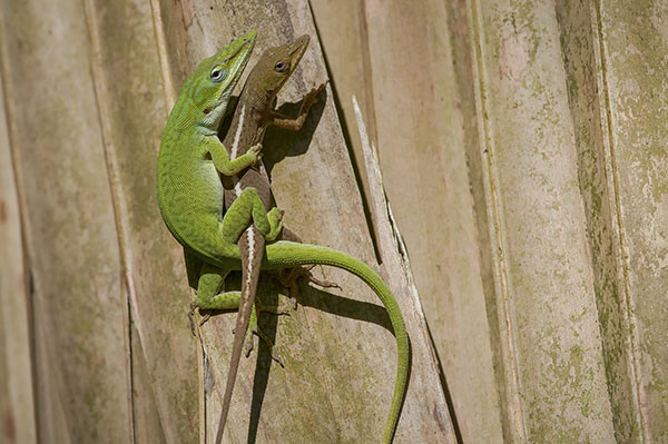 A pair of lizards entertwined.