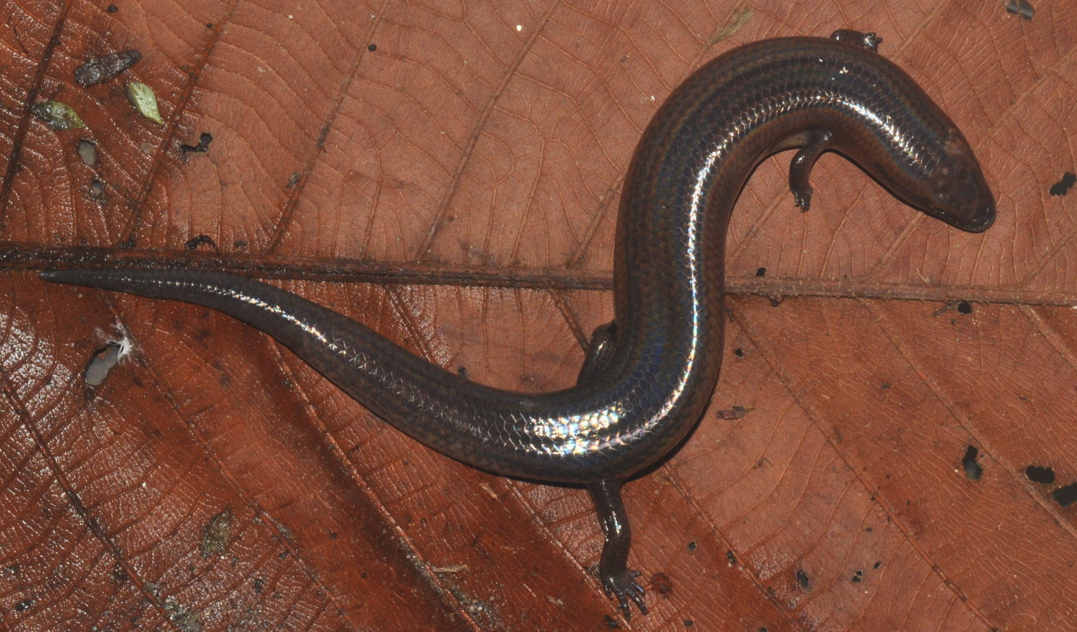 Brachymeles boulengeri lizard on a leaf. Credit: Philip Bergmann, Clark University