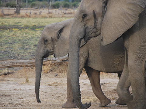 A parent and adolescent elephant walking on a grassy plain.
