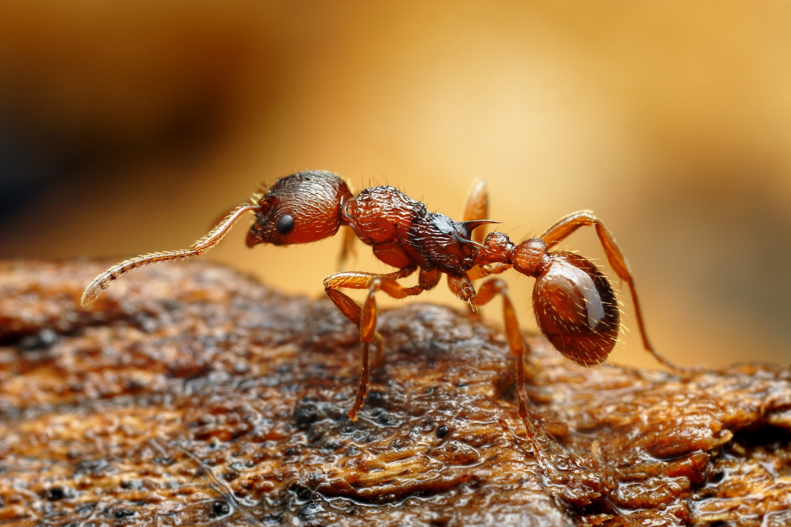 Ant on the ground