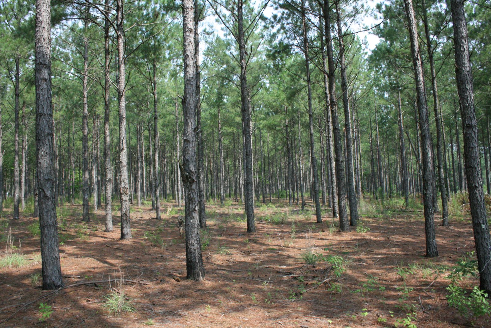 Pine Trees in Georgia