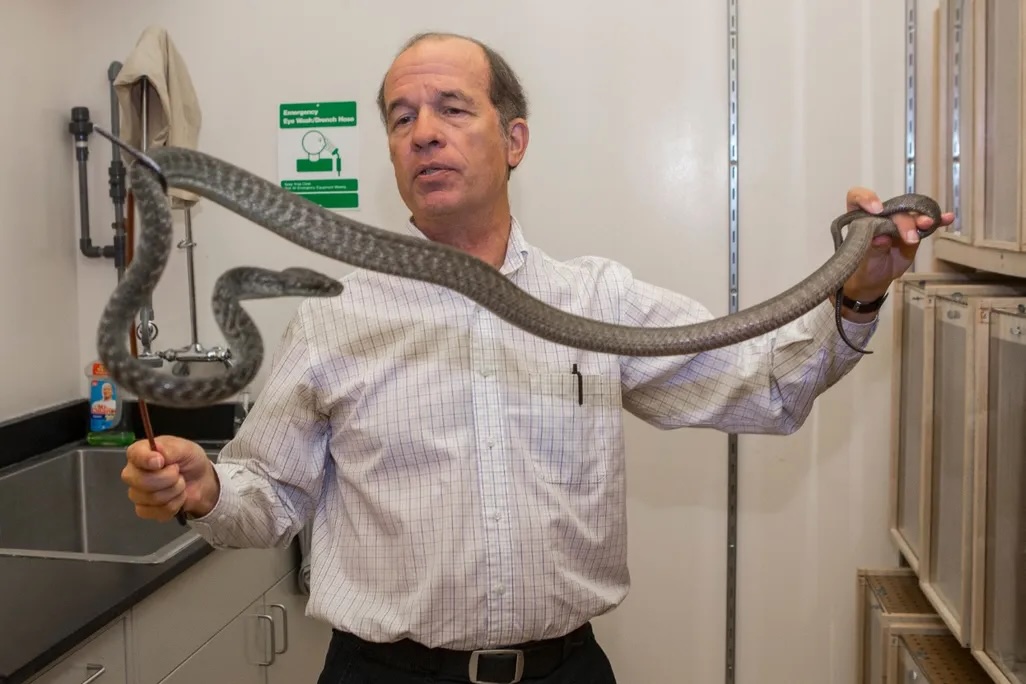 A person stands in a laboratory holding a long, gray snake stretched across both hands. The room includes lab cabinets, a sink, and safety signage on the wall, indicating a research or animal-handling environment.