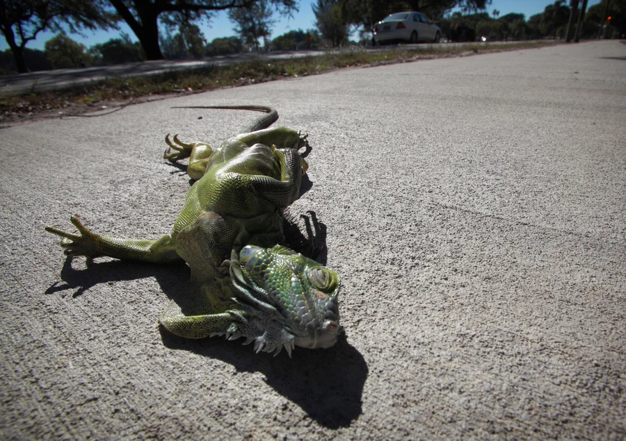 An iguana lies immobile on the ground due to the cold
