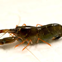 Young Snapping Shrimps´ Claws `Accelerate in Water Like a Bullet´