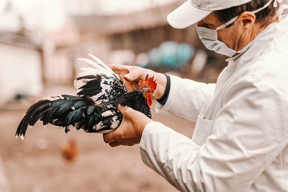 Person in protective clothing and mask examines a chicken during poultry health inspection on a farm.