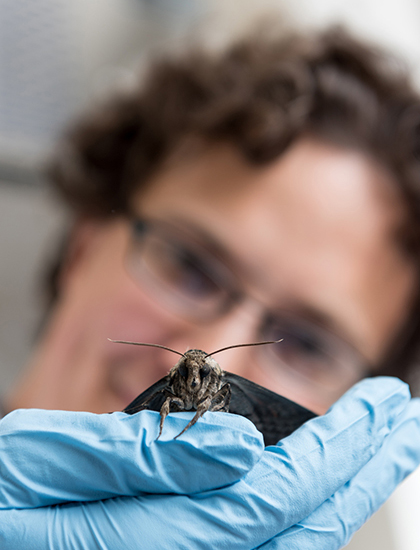 lose-up of a person wearing blue medical gloves, holding a small moth in a laboratory or clinical setting.