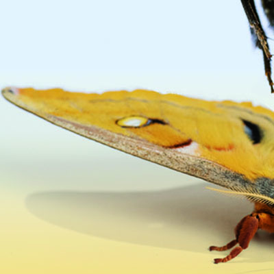 Ice fog over Fairbanks as seen from the University of Alaska Fairbanks. (Debbie Dean)
