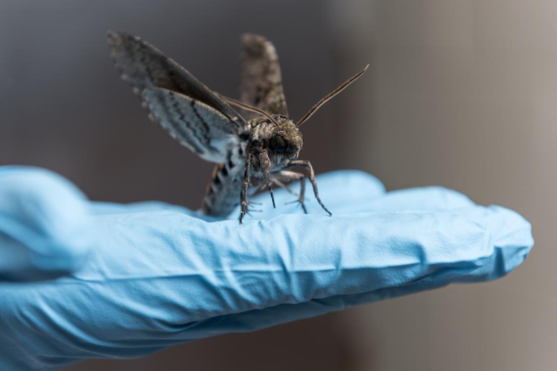 School of Physics Uses Moths and Origami Structures for Innovative Defense Research