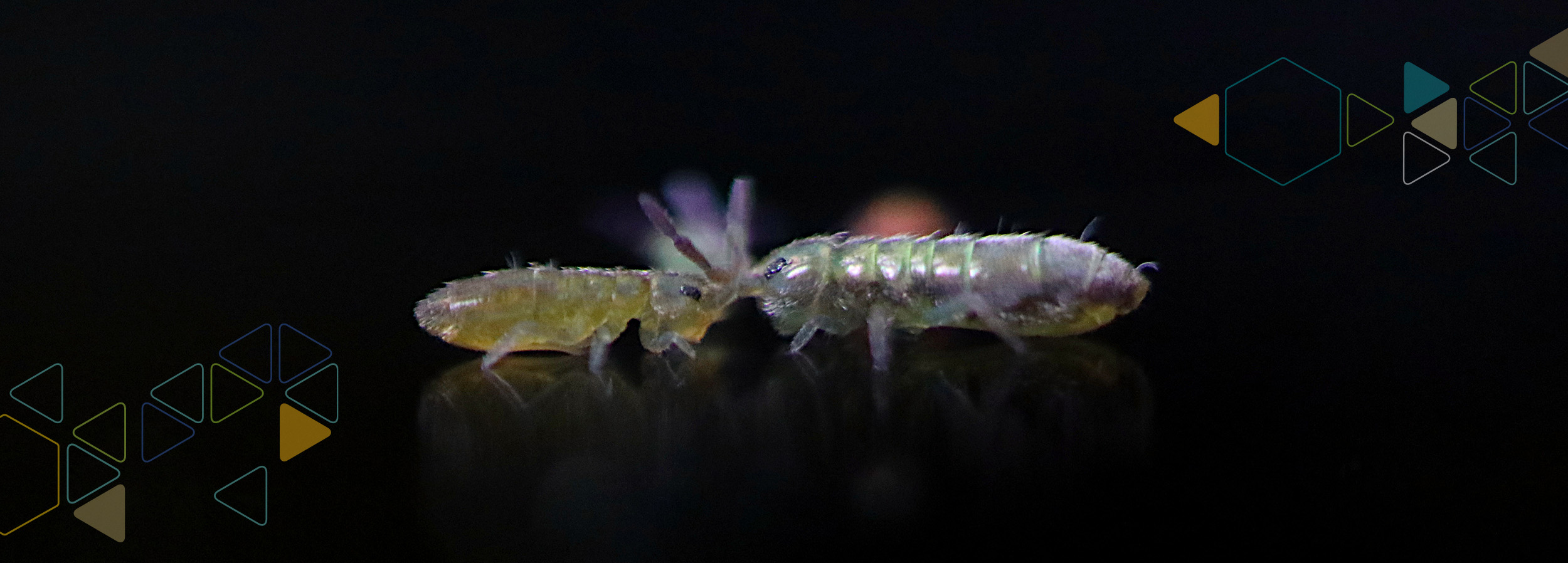 A closeup image of a springtail, the most abundant non-insect hexapods on earth.