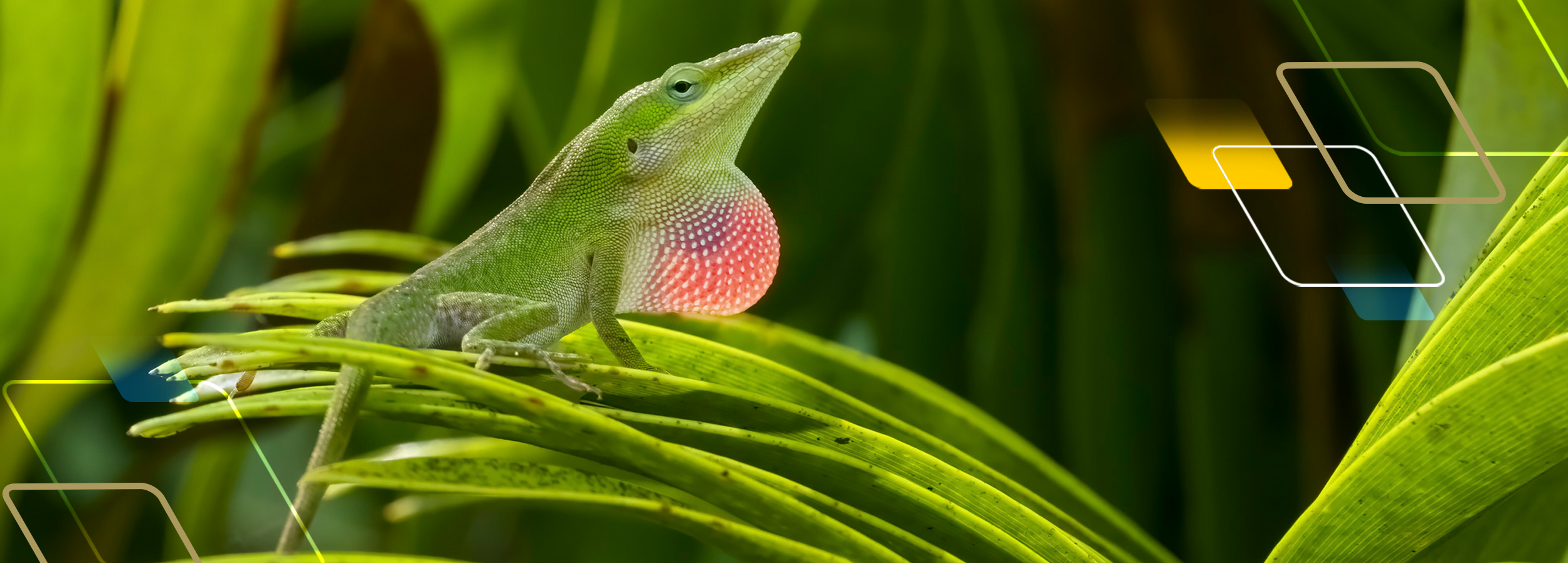 A lizard exploring the area around it while standing on a leaf.