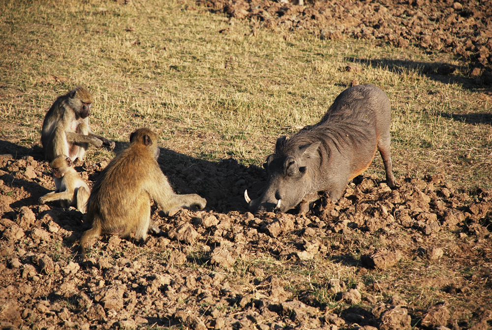 A yellow baboon family joins a warthog to root for snacks in the soil. Along nutrient-poor savannas, fertile patches are attractive to hungry mammals. (Photo: Jess Hunt-Ralston)