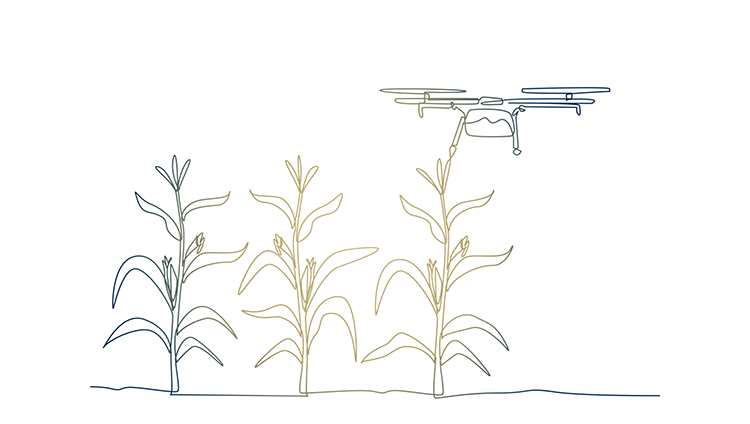 This image depicts a single-line vector illustration of a drone performing agricultural tasks, specifically irrigating or spraying a field of corn plants