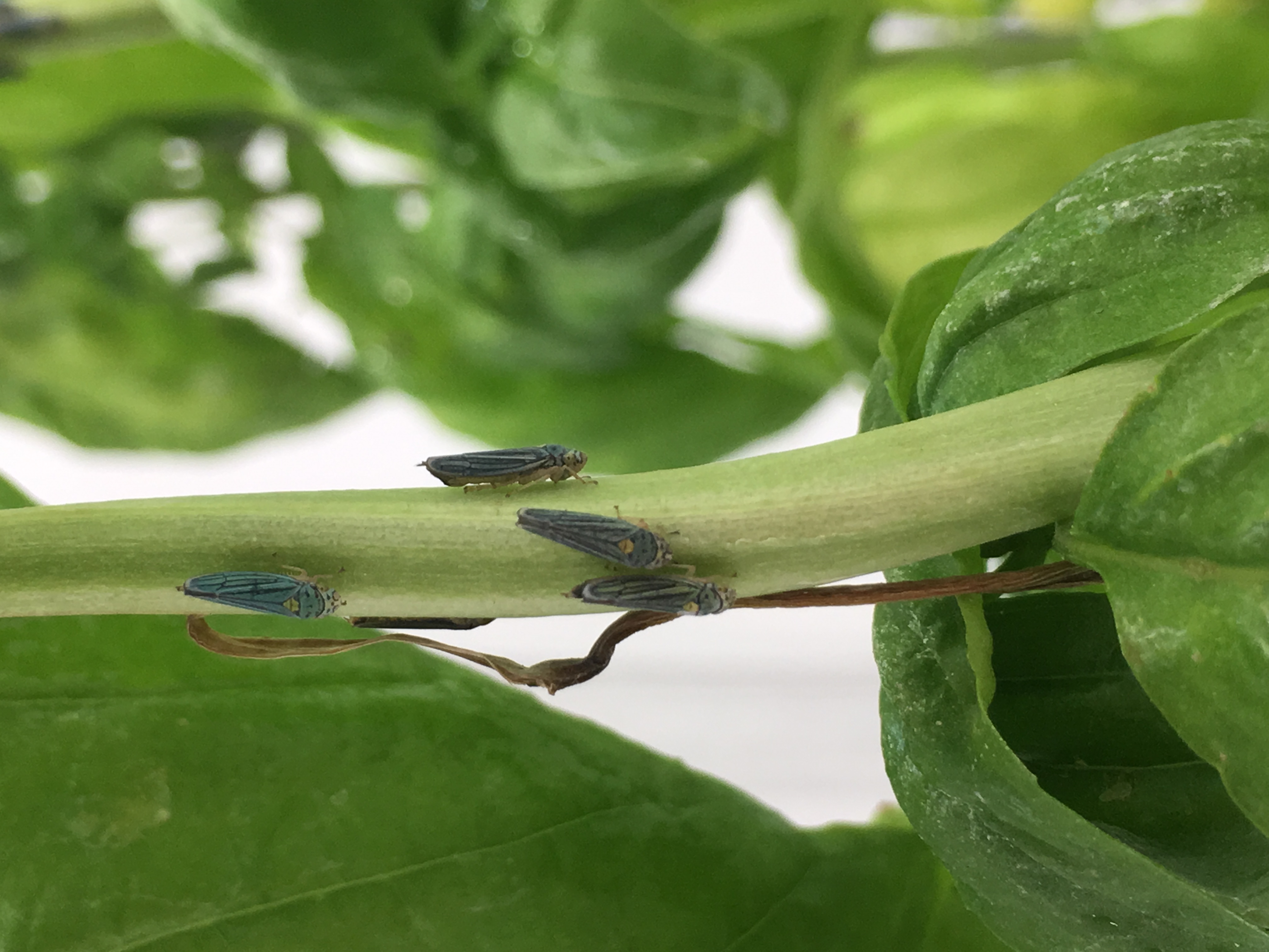 Sharpshooters on a basil plant.