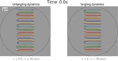 Simulation of worms untangling (left) and tangling (right). Credit: MIT