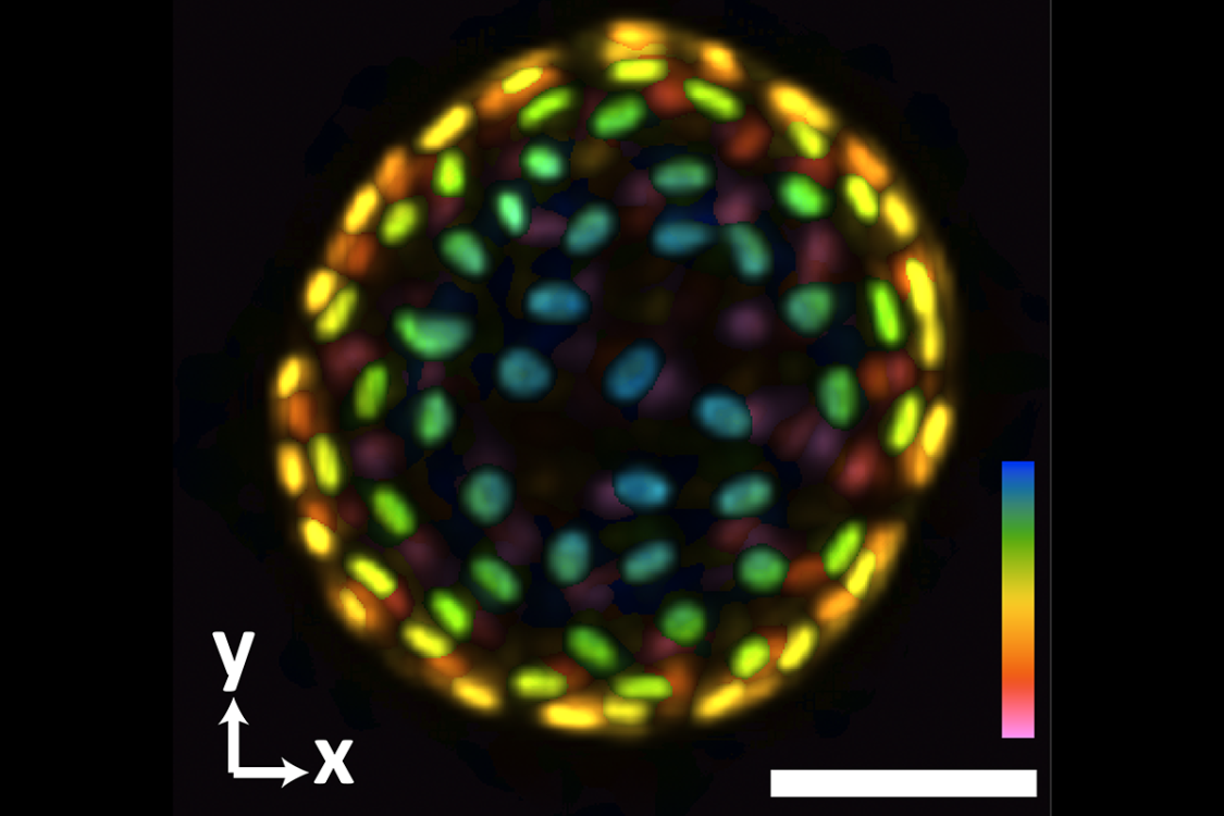 3D in a Snap: Jia Lab Develops Next Generation System for Imaging Organoids
