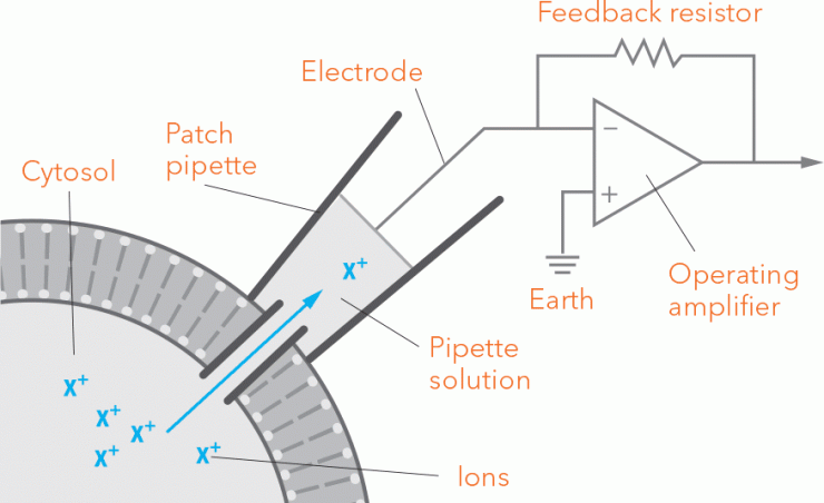 <p>The patch clamp technique allows for electrical measurements of a single neuron. A tiny glass pipette, its opening only one micron wide, is sealed to the outside of the cell membrane. As ions flow across the gradient through the channels, an electrode reads the current. Graphic: Georgia Tech / Erica Endicott.</p>