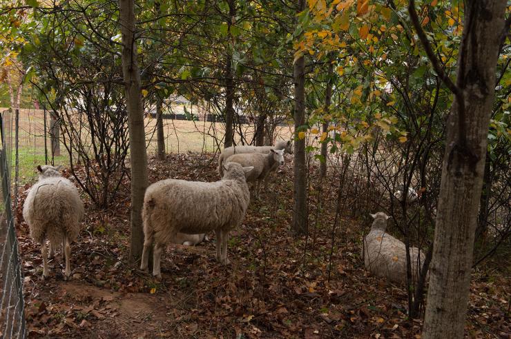 <p>Sheep are helping clean up kudzu in an area north of the BioTech Quad.</p>