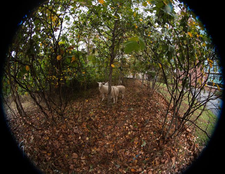 <p>Sheep are helping clean up kudzu in an area north of the BioTech Quad.</p>