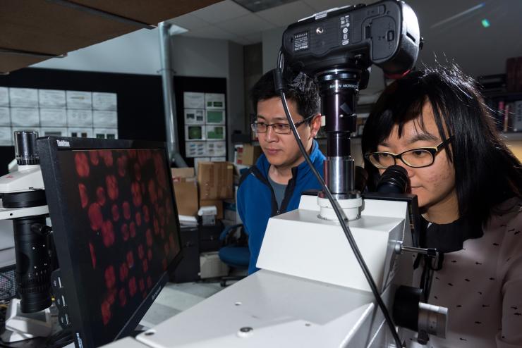 <p>Georgia Tech students Jinxin Fu and Rui Chang view the liquid crystals created from a common food dye (Credit: Rob Felt)</p>