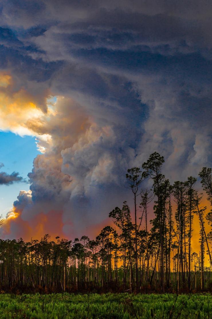<p>Smoke rises from the wildfire burning across 150,000 acres of the Okefenokee Swamp in Georgia and Florida. (Credit: Jim Pixley/USFWS)</p>