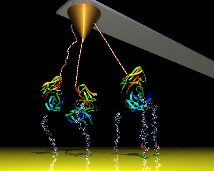 <p>A cantilever measures atomic forces coming from proteins interacting under an atomic force microscope. Georgia Tech engineers have significantly improved the device's sensitivity by adding electronic white noise, allowing the device to measure interactions from further away, thus avoiding touching biomolecules. </p>

<p>Credit: Georgia Tech / Haider, Potter</p>