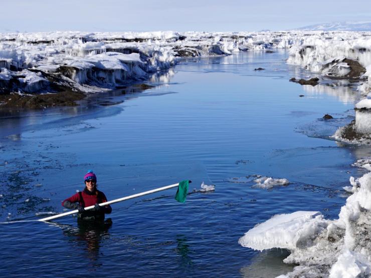<p>Co-author Alison Banwell wades through a meltwater pond in Antarctica. Banwell has helped pioneer research into ice shelf hydrofracturing dynamics. Credit: Banwell / press handout via UC Boulder</p>