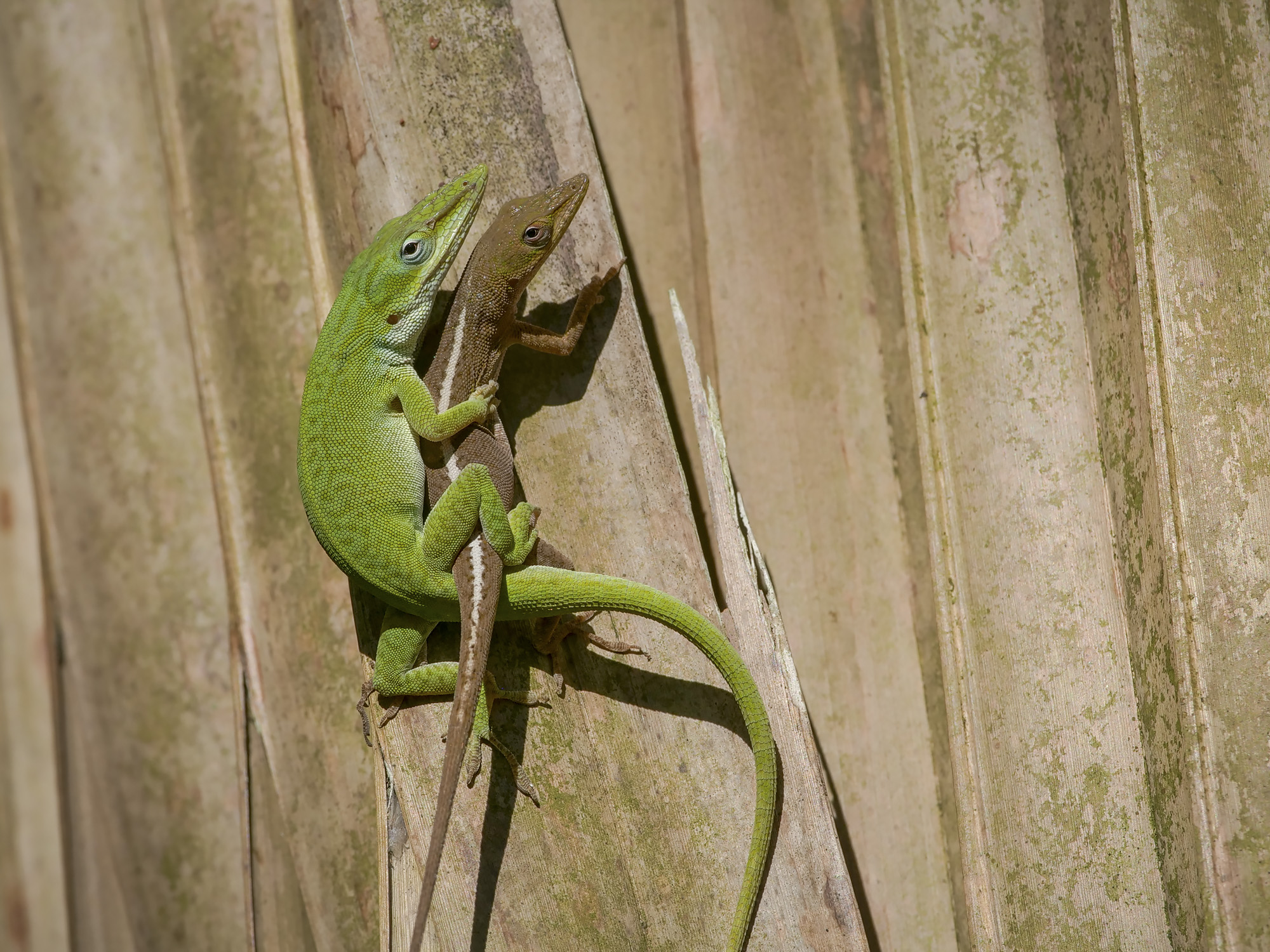 An American green anole male clinging to a female.