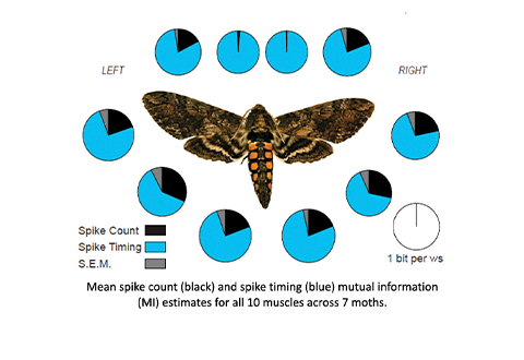 Diagram showing a hawk moth in the center surrounded by twelve circular charts. Each chart displays proportional black and blue segments representing spike count and spike timing data for left and right muscle groups. A legend explains the colors, and text below notes that the values show mutual information estimates for 10 muscles across seven moths
