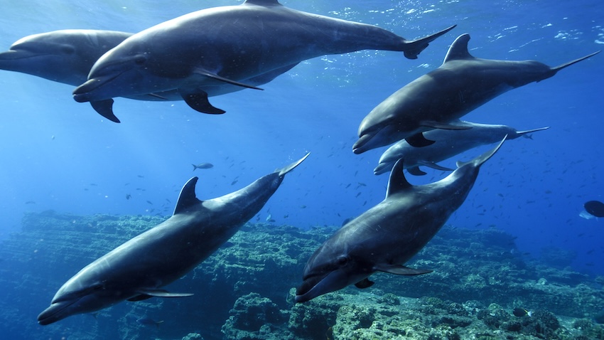 Stock image of an open-ocean dolphin pod swimming underwater.