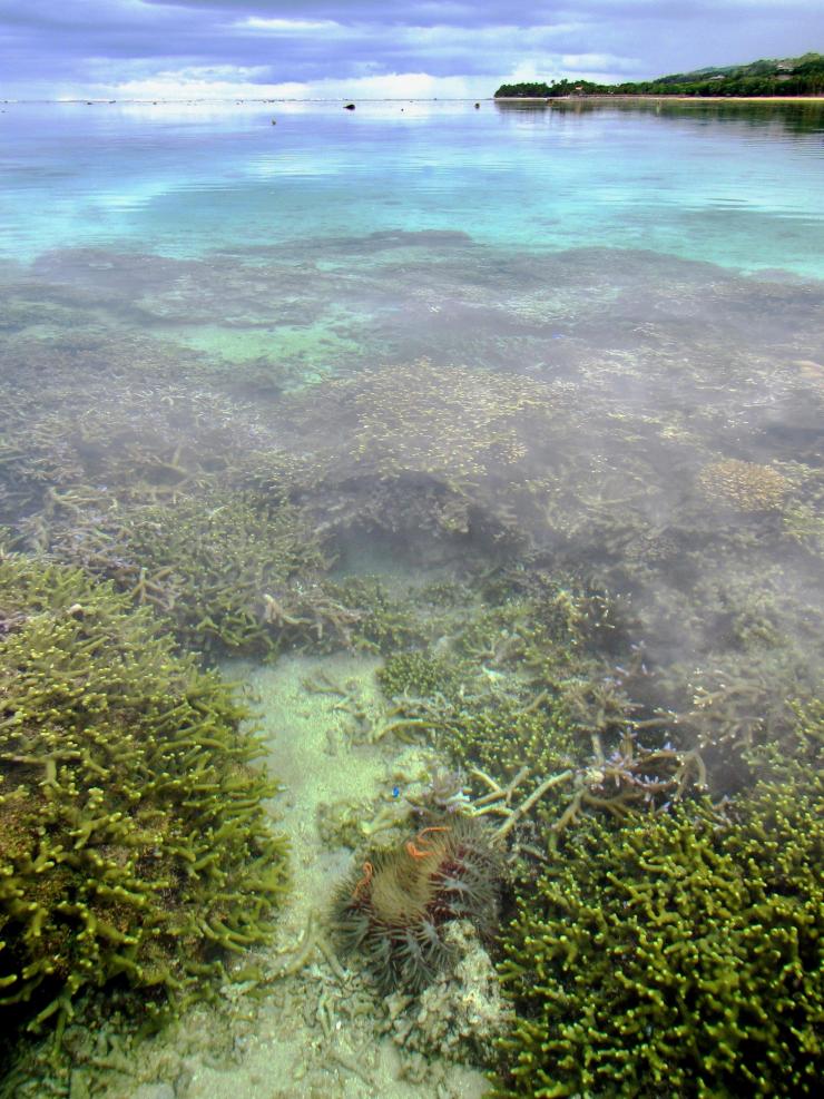 <p>A tagged sea star is shown in the lower center part of this view of the Coral Coast of the Fiji Islands. Researchers tracked sea stars to see if they preferred marine protected areas or fished areas. (Credit: Cody Clements, Georgia Tech)</p>