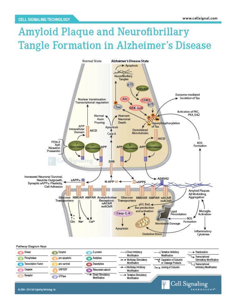 <p>Image not for redistribution without express permission of copyright holder. A diagram shows what some researchers believe is the pathway to the accumulation of free amyloid beta, amyloid beta plaque, and subsequently phosphorylated tau, which forms neurofibrillary tangles. Illustration credit: Cell Signaling Technology / used with permission to Georgia Tech</p>