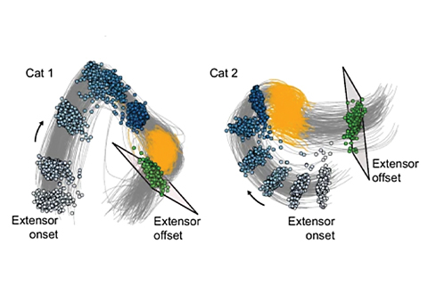 Two side‑by‑side scientific diagrams labeled Cat 1 and Cat 2 showing clusters of colored data points and curved gray lines representing muscle‑activity patterns during movement. Each diagram includes blue, green, and yellow point clusters and marked ‘extensor onset’ and ‘extensor offset’ angles.
