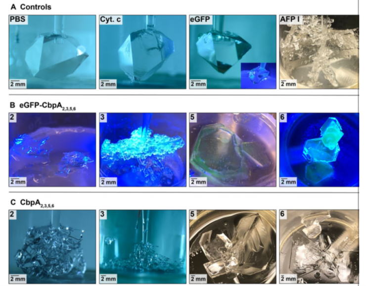 Clathrate crystals in various stages