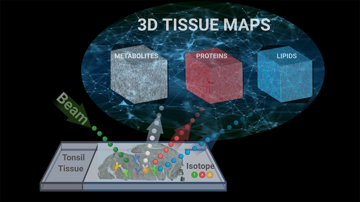 <p>A conceptual diagram illustrates how researchers used a single imagining technique called TOF-SIMS, or time-of-flight secondary ion mass spectrometry, to capture metabolic and cellular profiles of more than 190 compounds in human tissue samples. Ahmet Coskun’s research team used tools from data science to turn all of that data into a 3D map of the tonsil tissue. Their technique is reported in Science Advances. (Image Courtesy: Ahmet Coskun)</p>