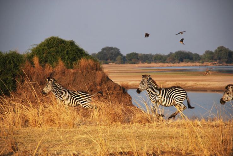 <p>Zebra gallop across grassland in eastern Africa. Ankle gear ratios of mammals that live in open savannas vary to those in more enclosed habitats, since animals in open areas typically need to run faster. (Photo: Jess Hunt-Ralston)</p>