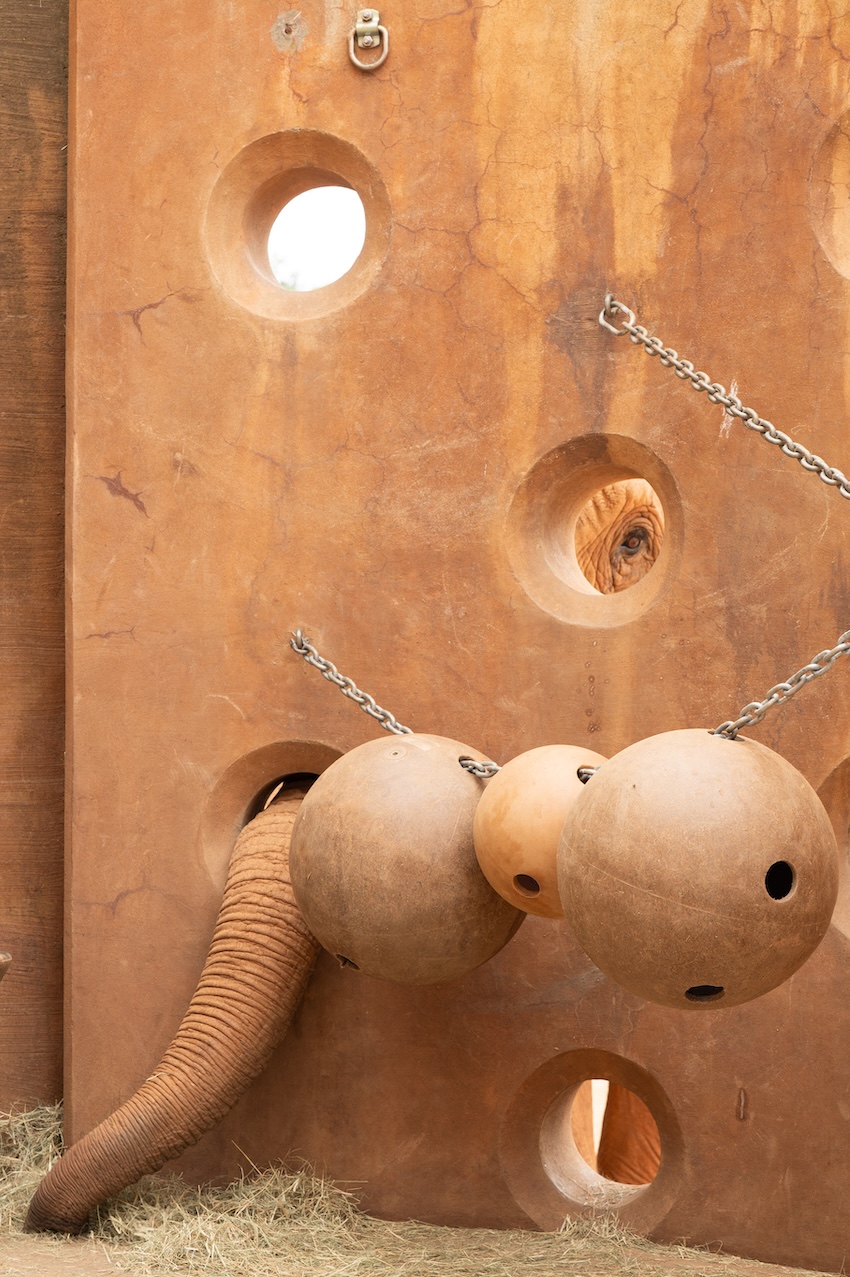 Elephant at Zoo Atlanta sticks its trunk into a hole in the enrichment wall