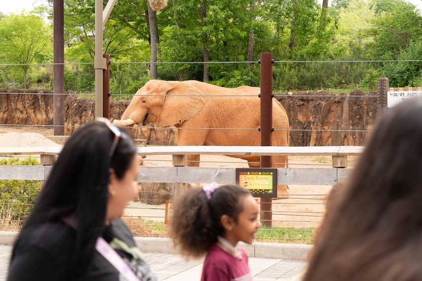 Zoo Atlanta visitor walk past the elephant exhibit with an elephant in the background