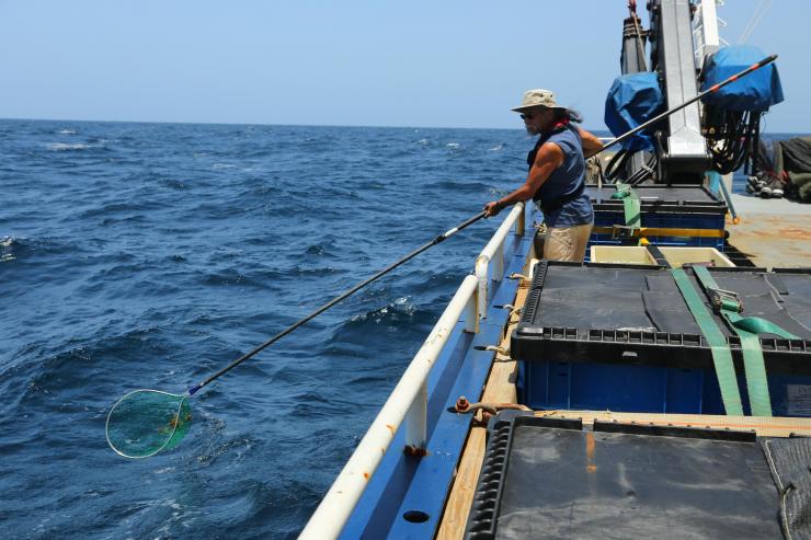 <p>Joseph Montoya collecting <em>Sargassum</em> with a dipnet about 80 nautical miles off the coast of Barbados.  (Credit: Juan Montoya, University of Colorado)</p>