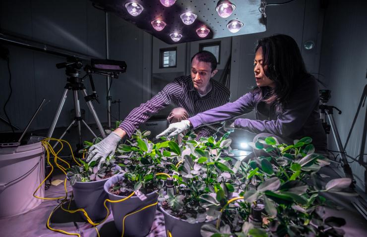 <p>GTRI researchers Judy Song and Daniel Sabo install air sampling equipment used to collect volatile organic compounds from peanut plants. Analyzing the compounds could indicate when the plants are under stress, allowing farmers to adjust growing conditions. (Photo: Branden Camp, Georgia Tech)</p>