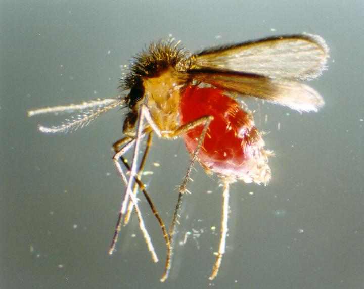 Phlebotomine sand fly