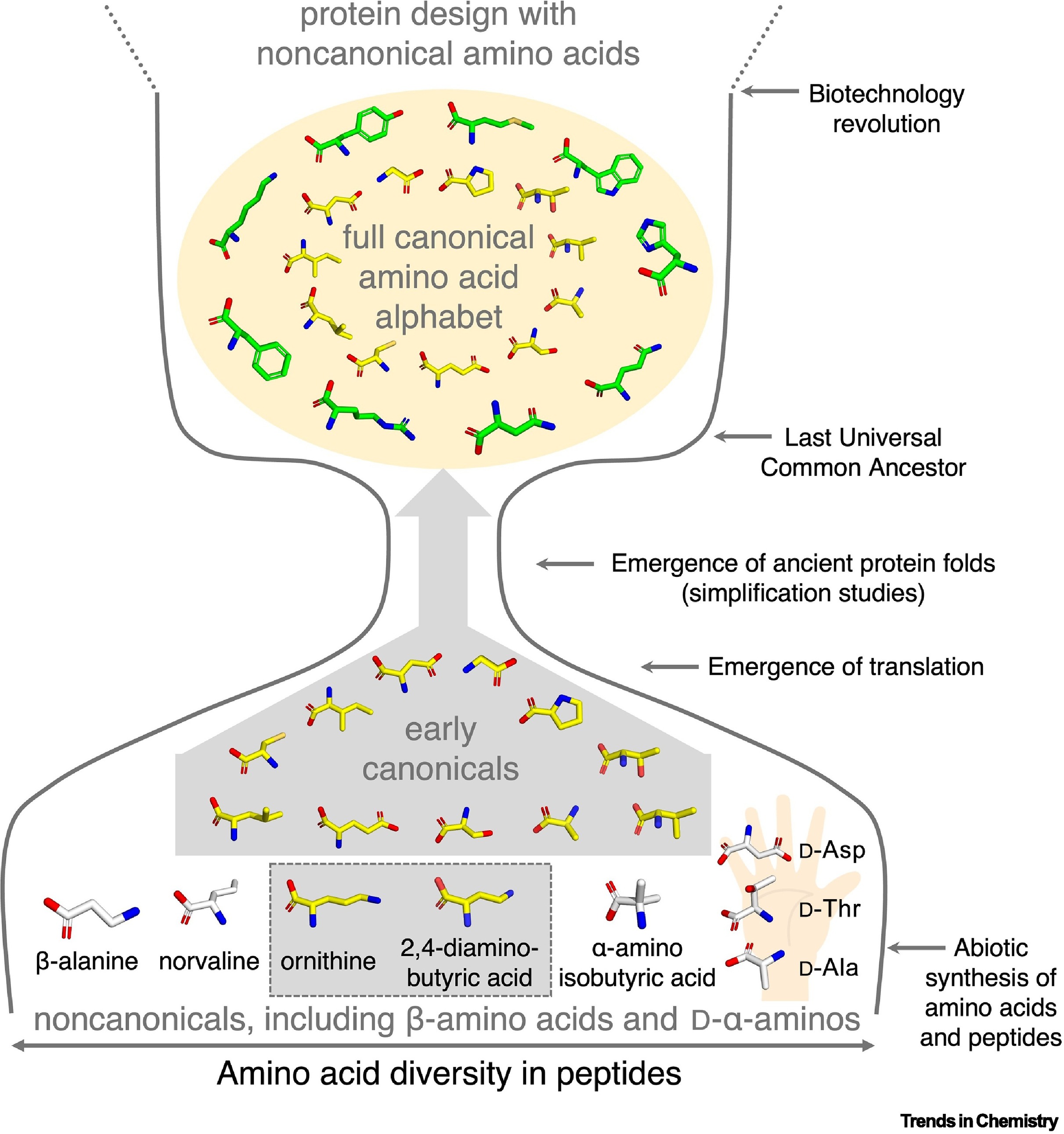 A diagram showing the history of peptides and proteins over time. It is shaped like an hourglass.