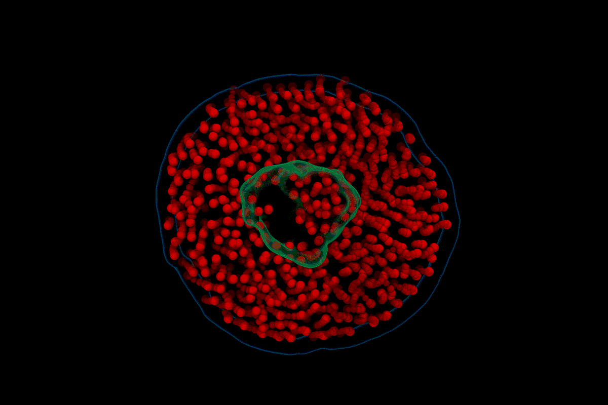 A computational model, based on raw video from electron videography, showing the motion of a nanodisc composed of lipids (red) and a membrane protein (green) in water.  GIF courtesy of John W. Smith