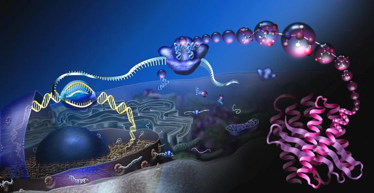 <p>The ribosome (upper middle) is the core of the translational system illustrated here. The system reads DNA via RNA and turns it into proteins to make all beings live.</p>

<p>National Science Foundation, public domain </p>