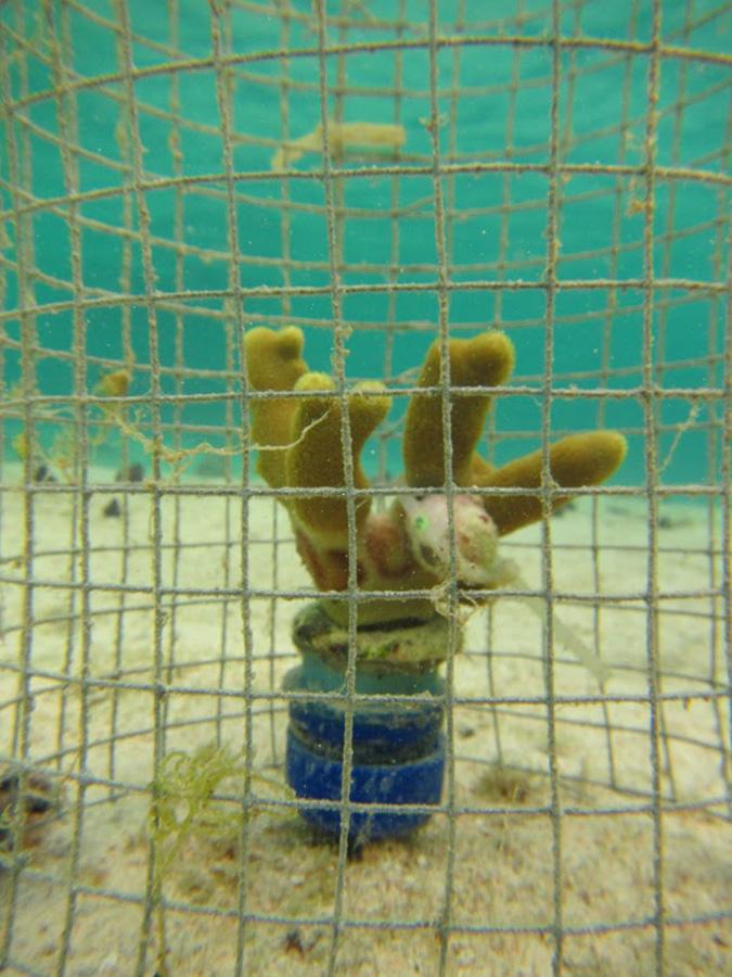 <p>Porites cylindrica corals were caged to exclude other predators and a Coralliophila snail was attached to feed for 24 days. Although snail feeding is very localized, the negative effects of predation are evident at nearby locations on the coral. (Credit: Cody Clements, Georgia Tech)</p>