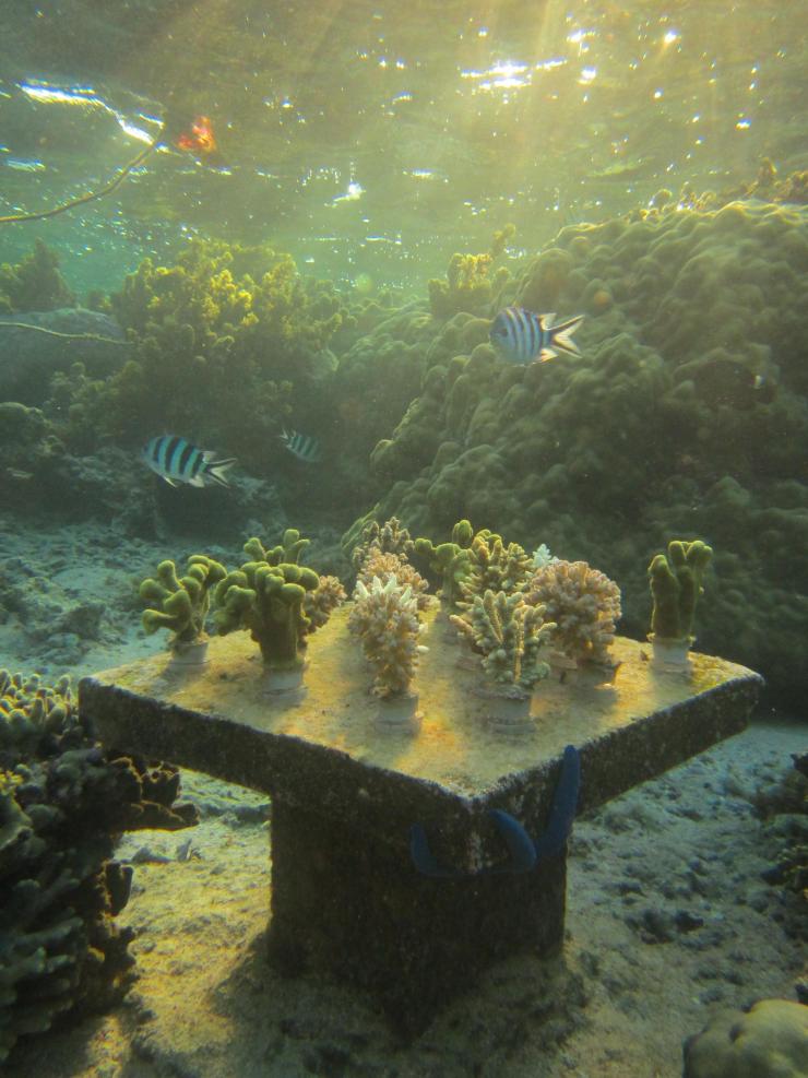 <p>A monoculture table, which contained only corals of a single species, has died back, and algae is taking over the table. Credit: Georgia Tech / Cody Clements</p>