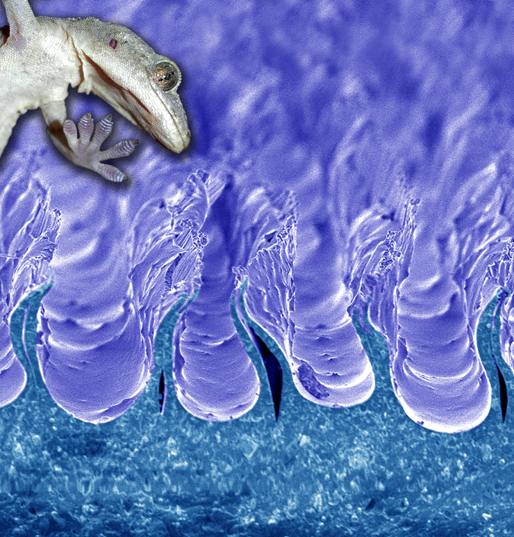 The slightest bit of shear tension makes gecko adhesion surfaces grip, and the release of that same tension makes them let go. The same gripping surfaces can pick up objects of all shapes, sizes, and materials with the exception of Teflon and other non-stick surfaces. Credit: Georgia Tech / Varenberg lab
